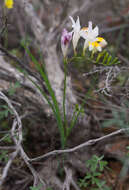 Plancia ëd Freesia fucata J. C. Manning & Goldblatt