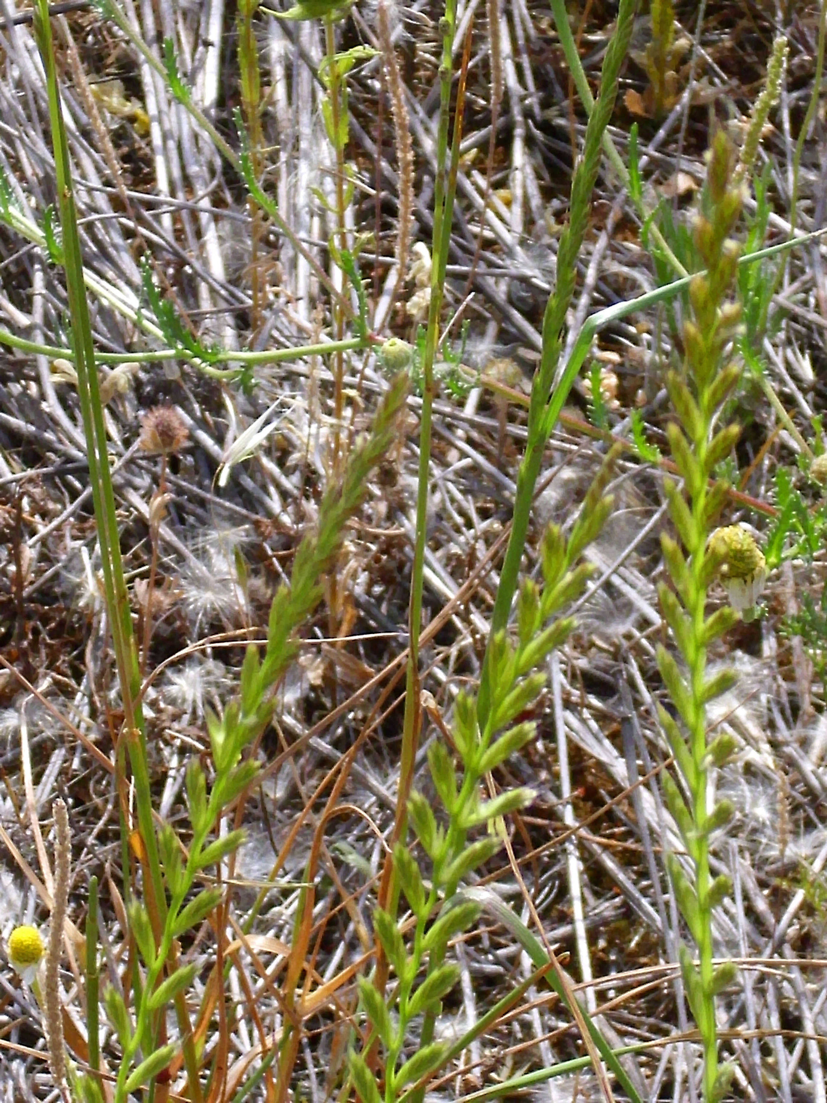 Image of quackgrass
