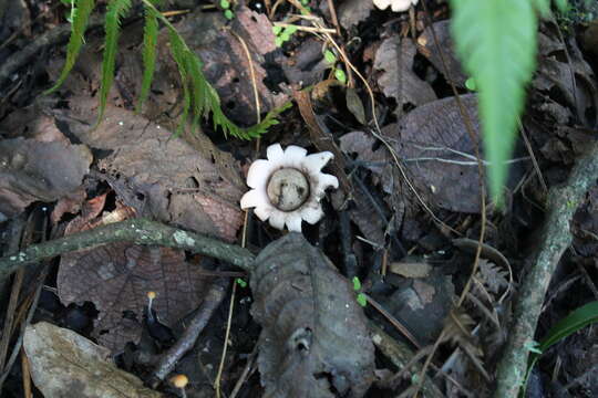 Image of Sessile Earthstar