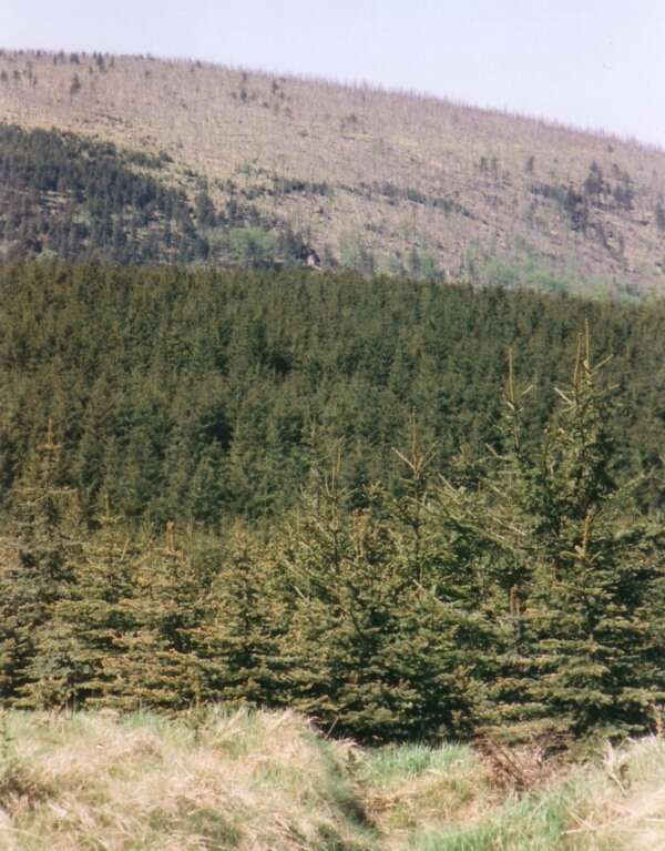 Image of Norway spruce