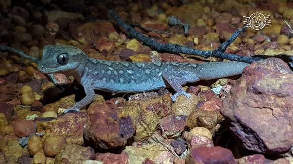 Plancia ëd Diplodactylus granariensis granariensis Storr 1979