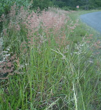 Image of Melinis repens subsp. repens