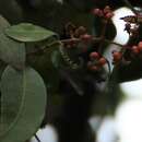 Plancia ëd Ixora brachiata Roxb.