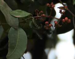 Image of Ixora brachiata Roxb.