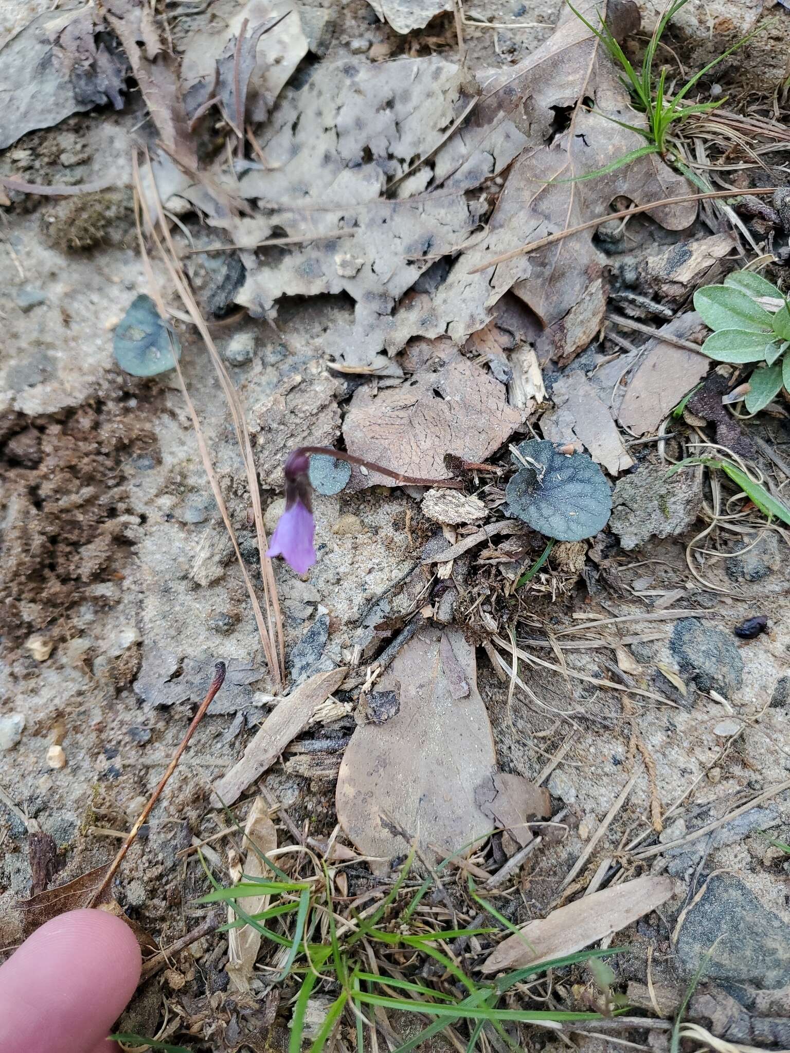 Image of southern woodland violet