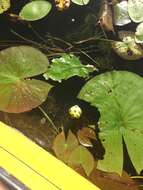 Nymphaea odorata subsp. tuberosa (Paine) J. H. Wiersema & C. B. Hellquist的圖片