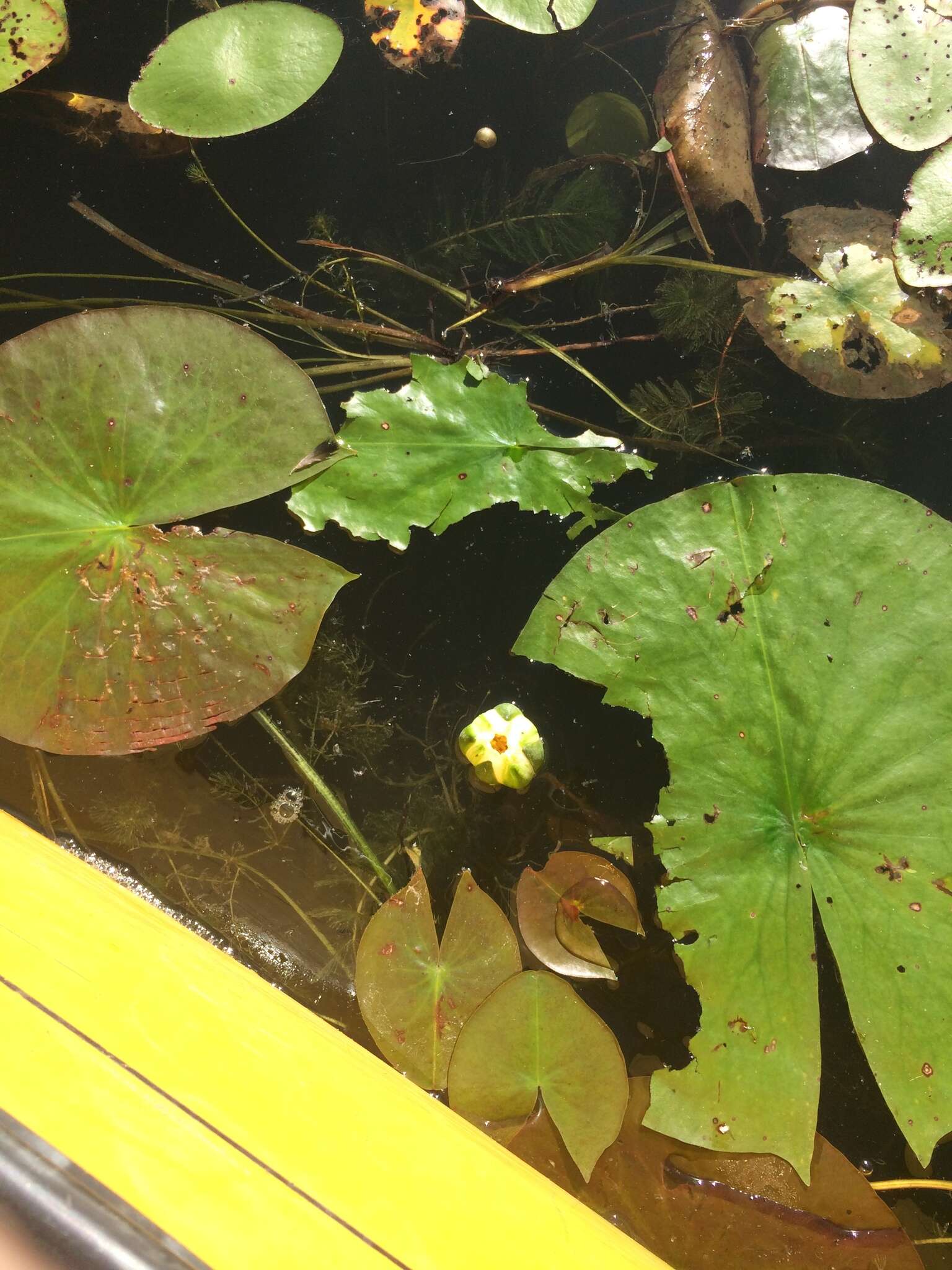 Image of American white waterlily