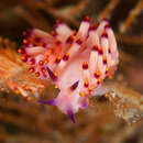 Image of Hot pink firetip slug