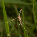 Image de Sinpunctiptilia emissalis Walker 1864