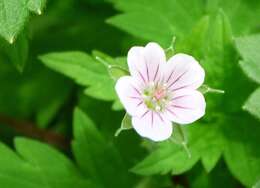 Image of Siberian geranium