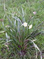 Image of paperwhite narcissus