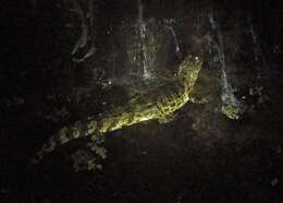 Image of Broad-snouted Caiman