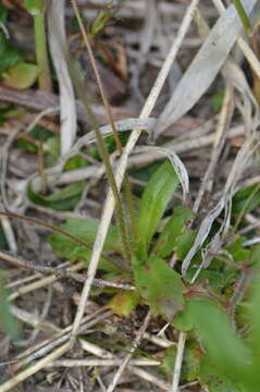 Image of Russet-Hair Pseudosaxifrage