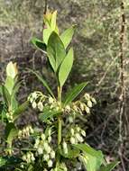 Image of Vaccinium exul Bolus