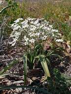 Image of Zephyra compacta C. Ehrh.