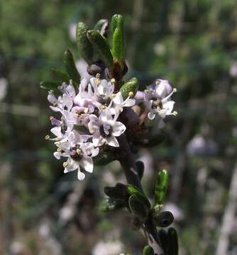 Image of Vail Lake ceanothus