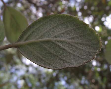 Image of Catalina Island mountain mahogany