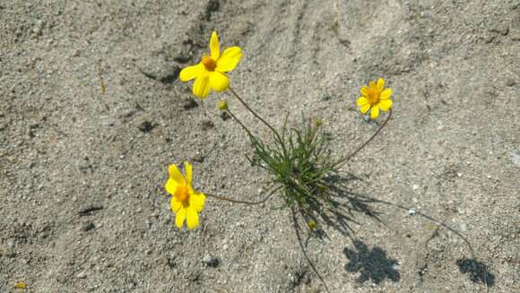 Sivun Coreopsis bigelowii (A. Gray) Voss kuva