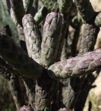 Image of branched pencil cholla