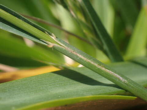 Image of Bromus lithobius Trin.