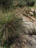 Image of spiny rush