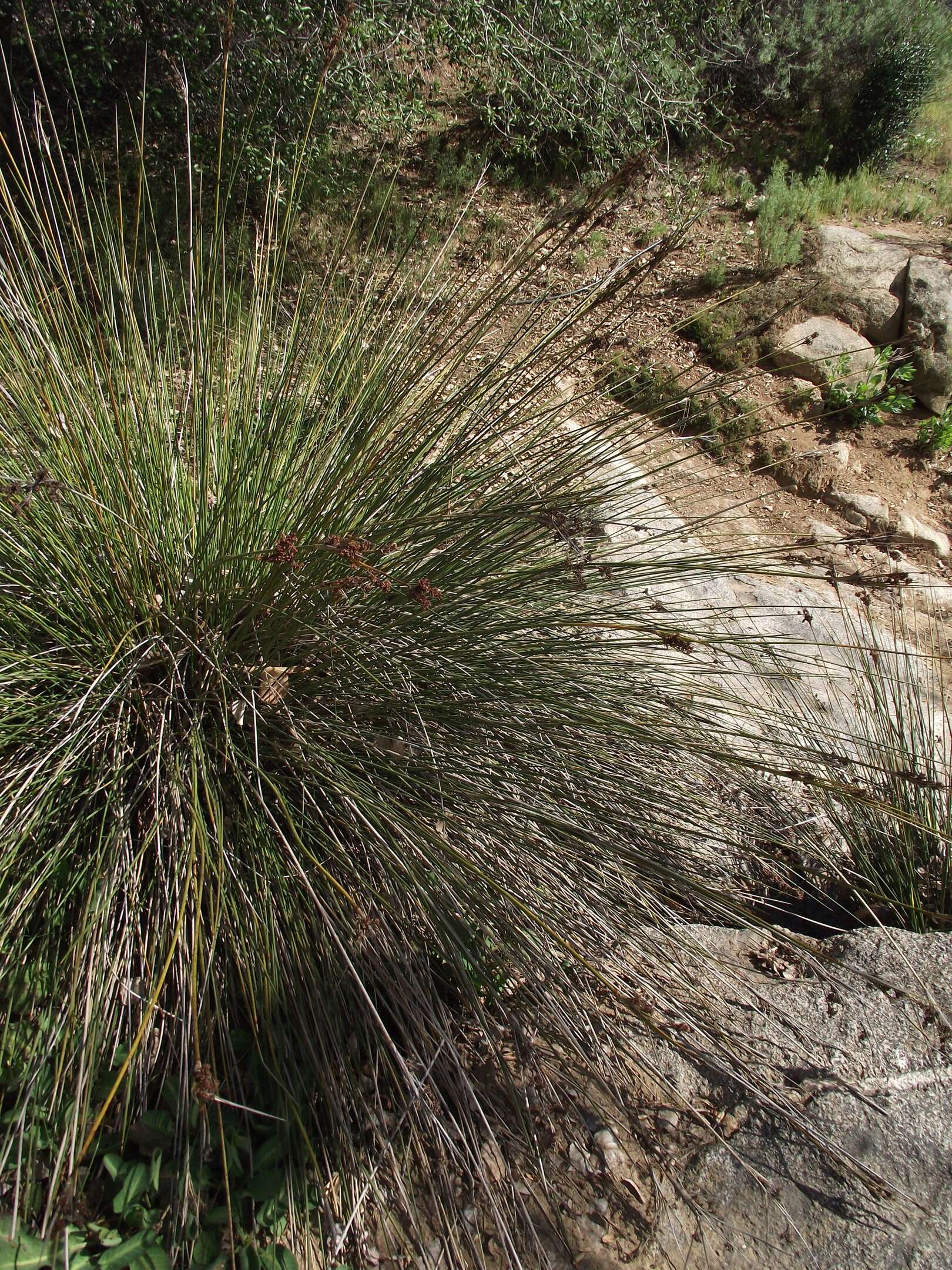 Image of spiny rush