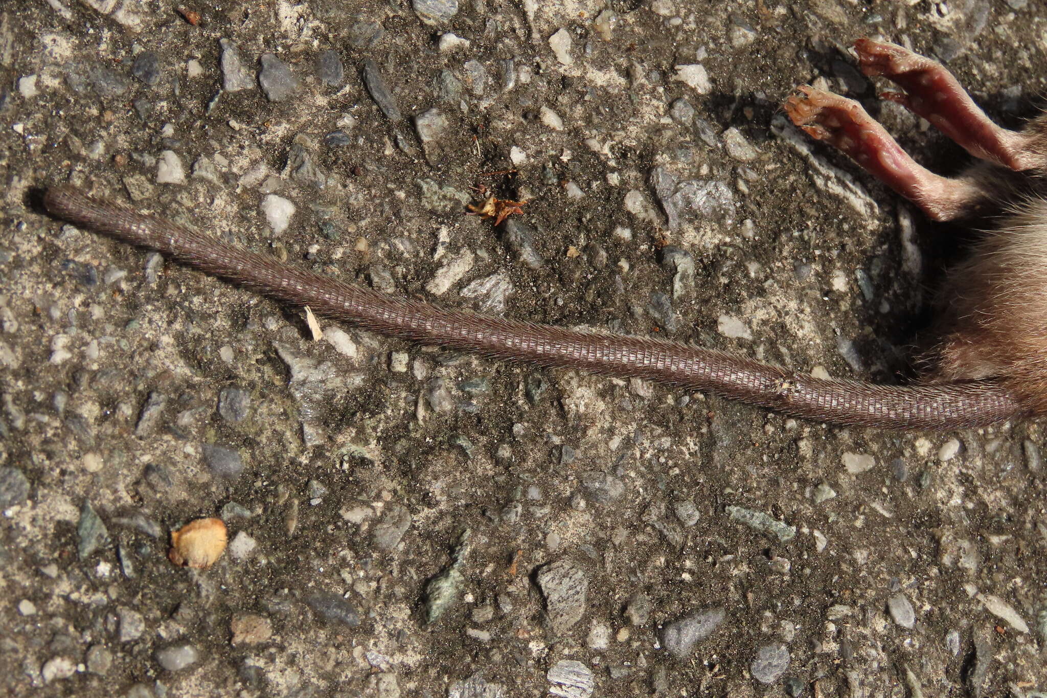 Image of Lesser Rice-field Rat