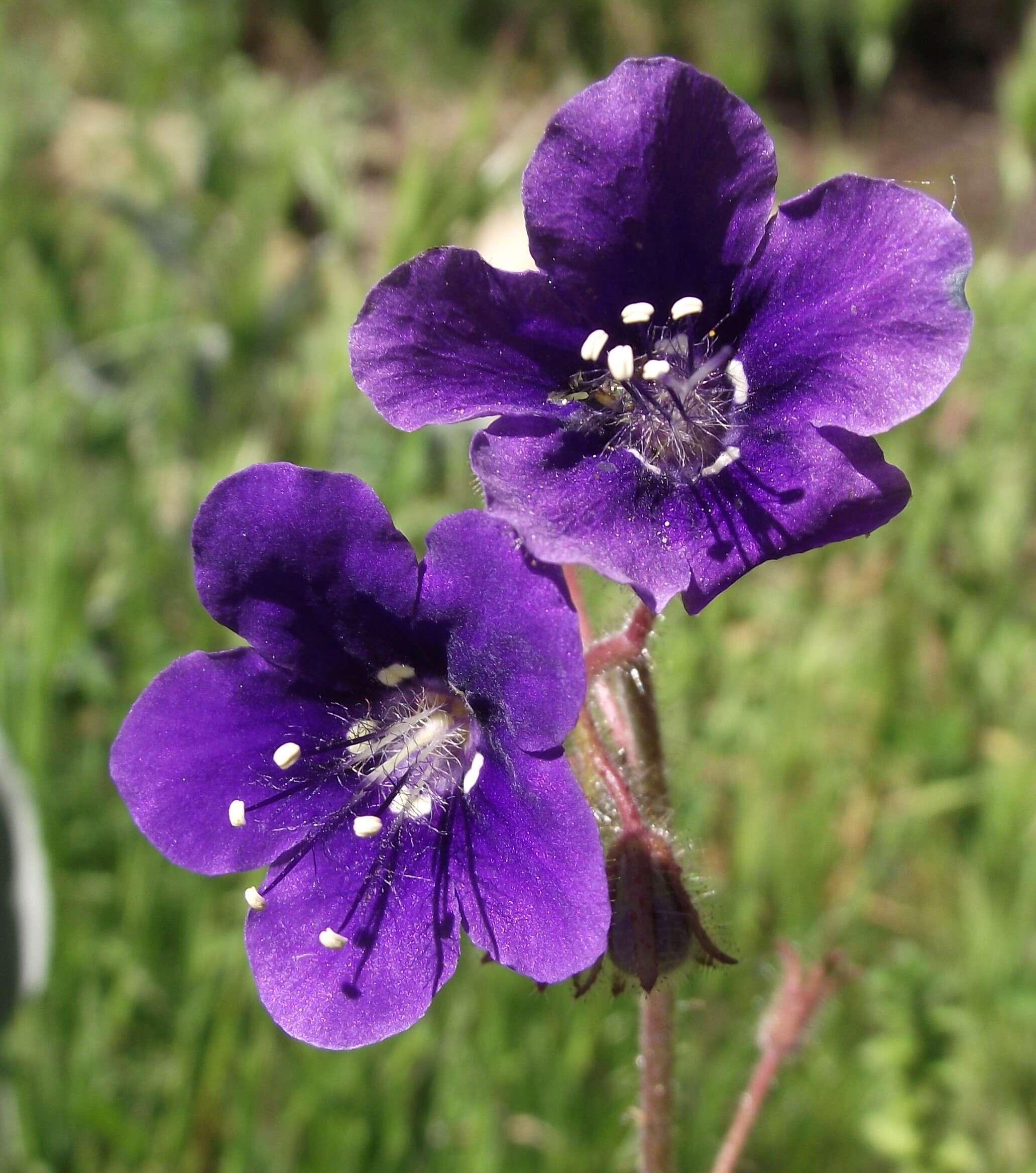 Image of scorpionweed