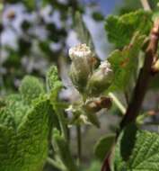 Image of whiteflower currant