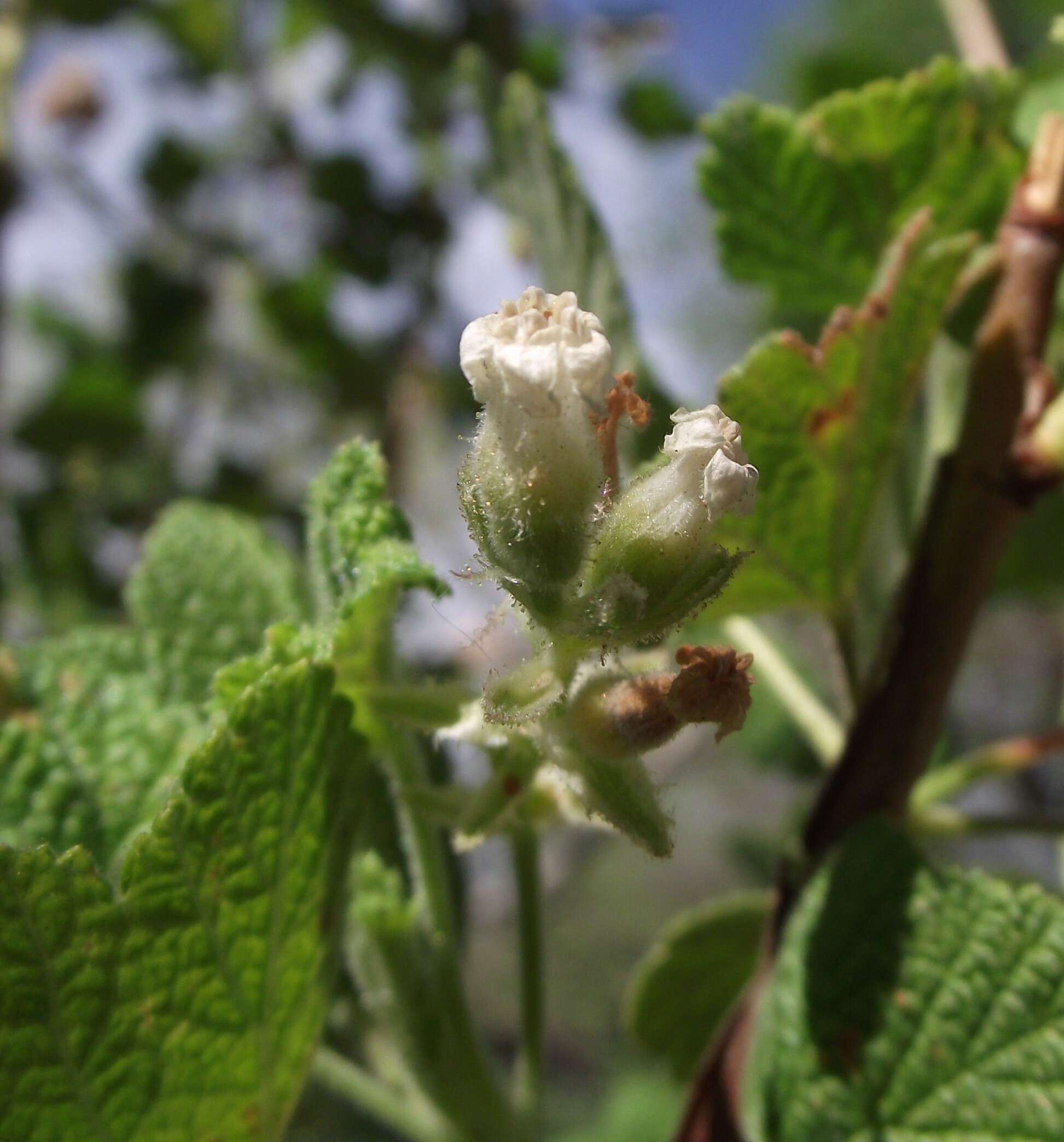 Image of whiteflower currant