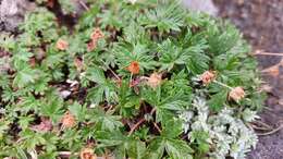 Image de Potentilla vulcanicola Juz.