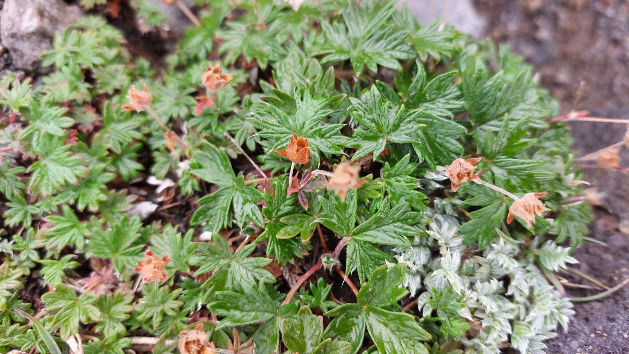 Image de Potentilla vulcanicola Juz.