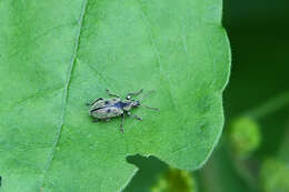 Image of Phyllobius (Phyllobius) betulinus Bechstein & Scharfenberg 1805