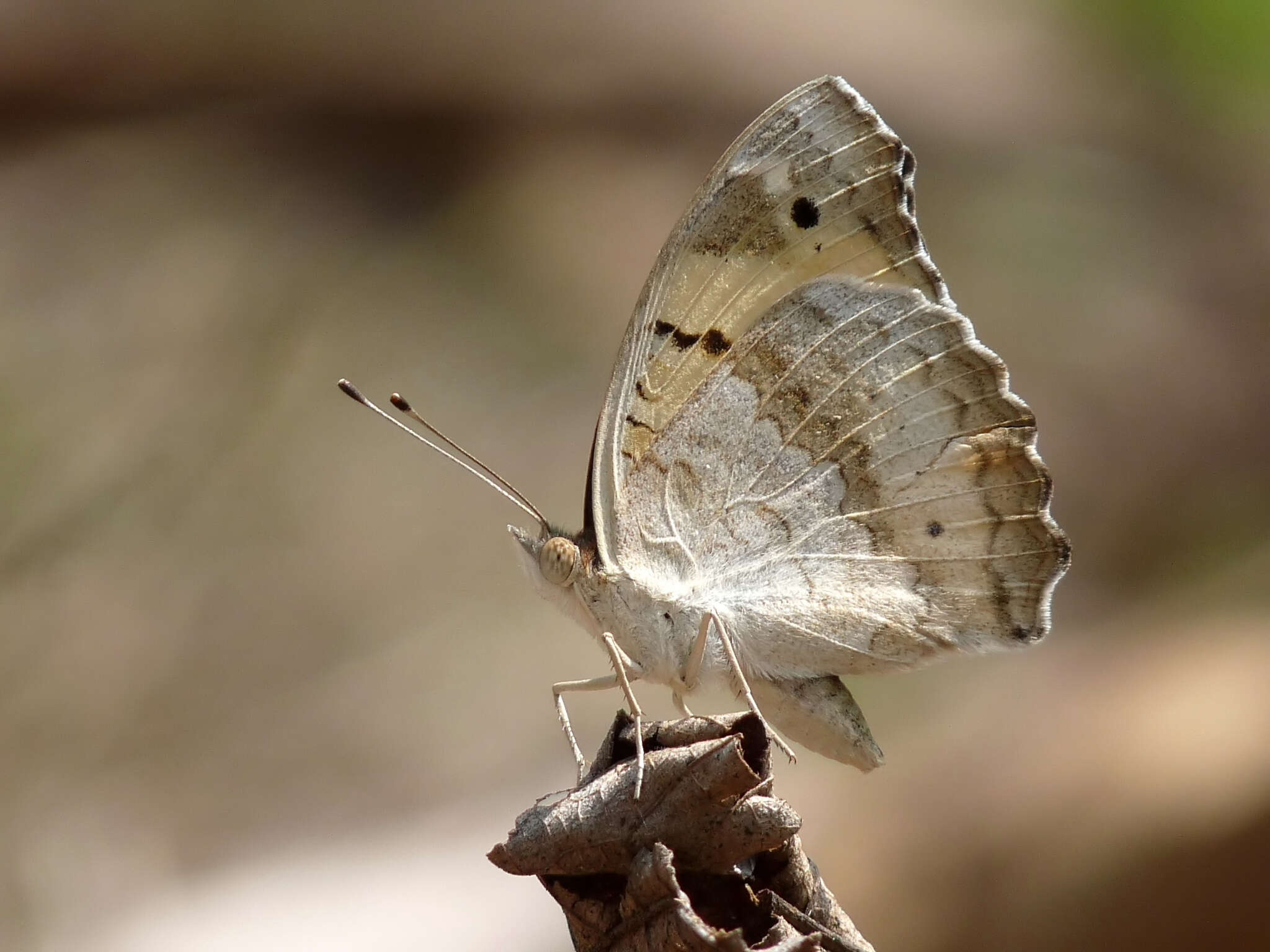 Imagem de Junonia hierta Fabricius 1798