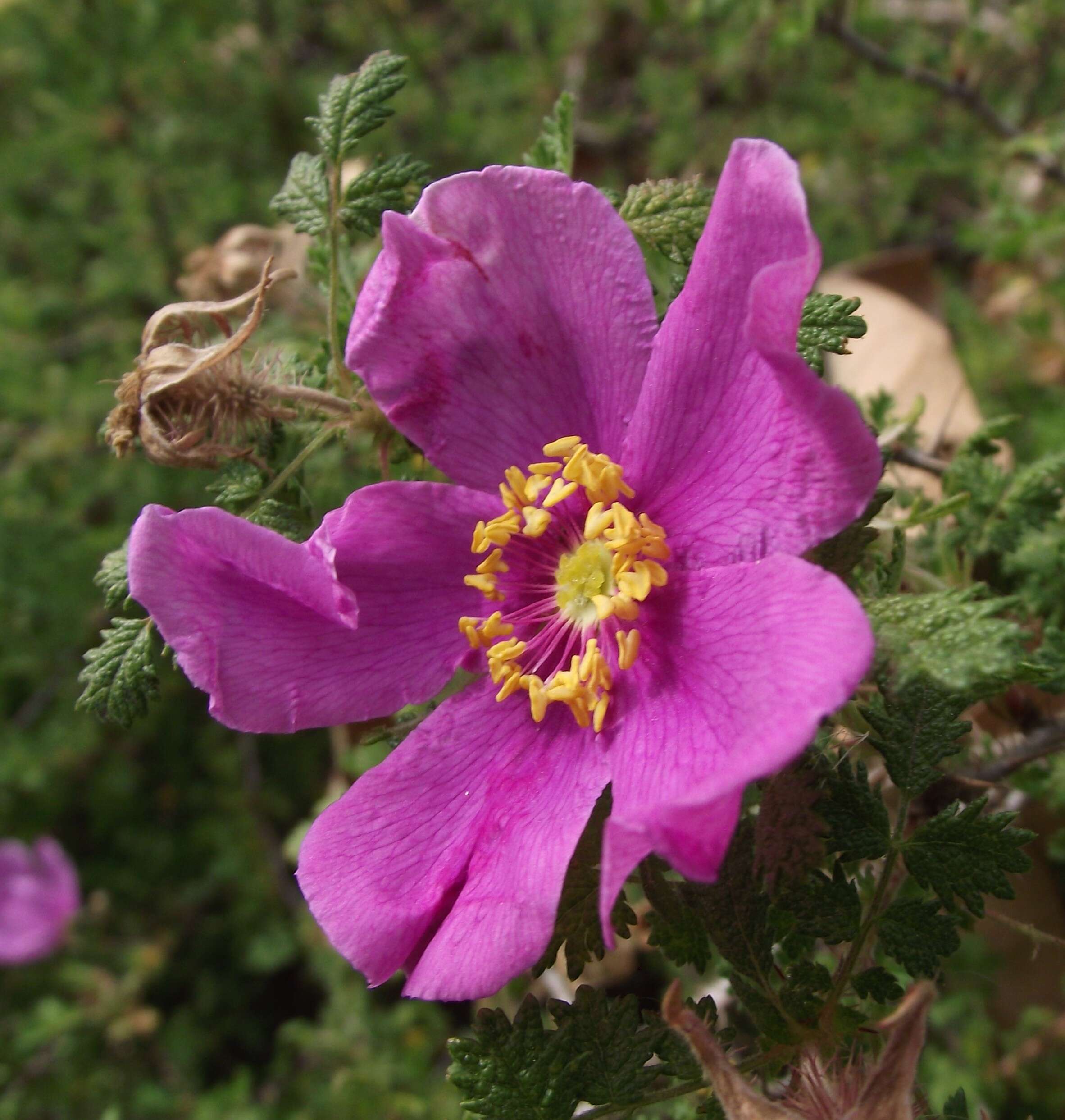 Rosa minutifolia Parry的圖片