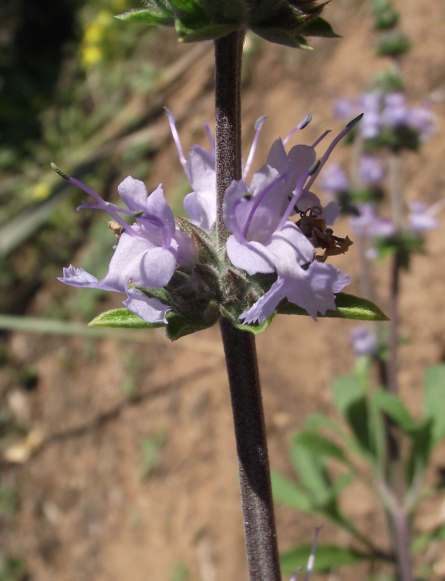 Imagem de Salvia sonomensis Greene