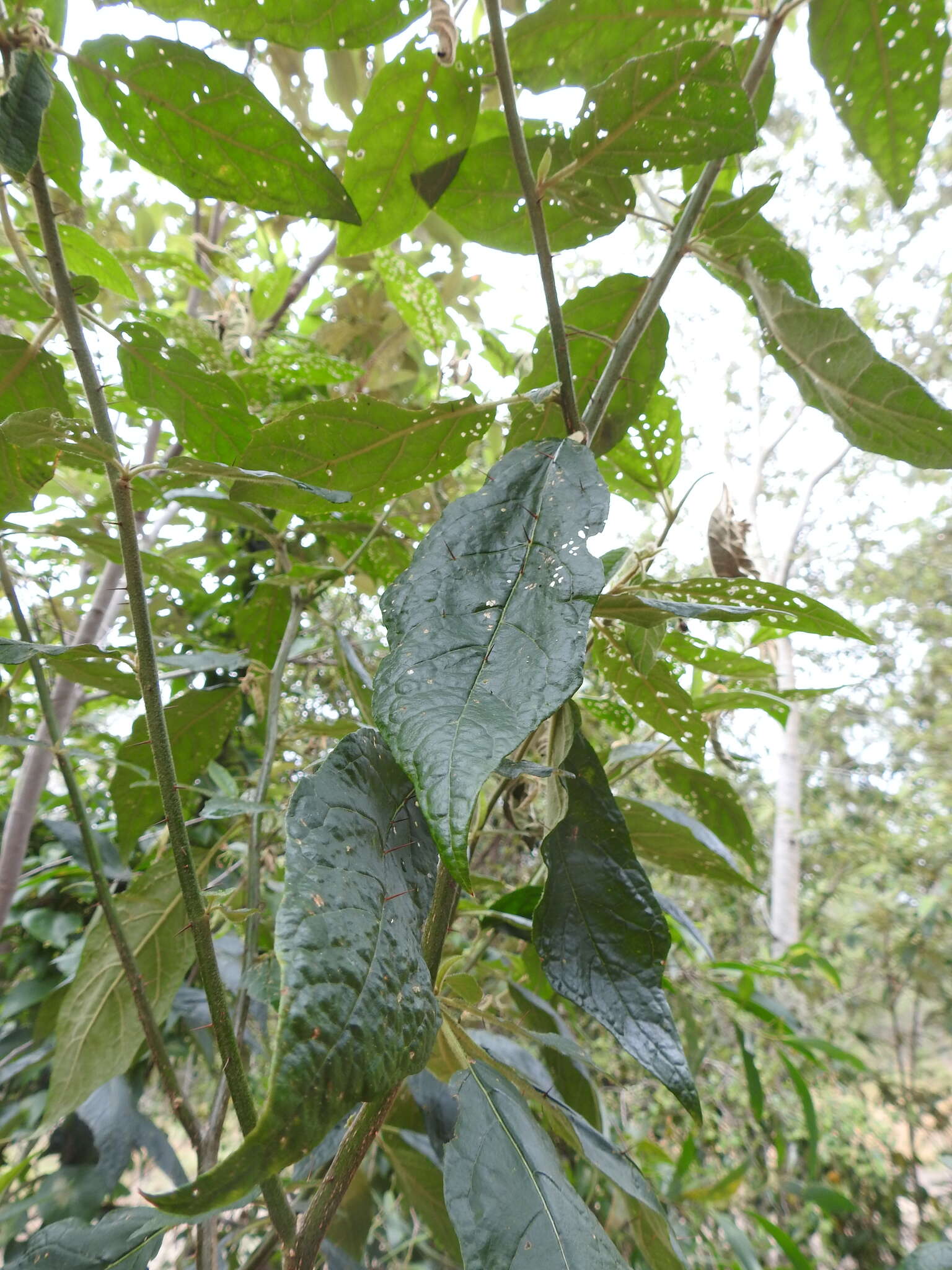 Image de Solanum stelligerum Sm.