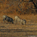 Image of Common Warthog