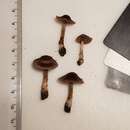 Sivun Cortinarius ferrugineovelatus Kytöv., Liimat. & Niskanen 2014 kuva