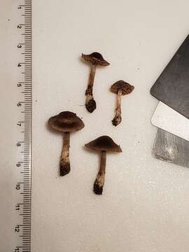 Image of Cortinarius ferrugineovelatus Kytöv., Liimat. & Niskanen 2014