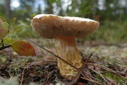 Sivun Austroboletus subflavidus (Murrill) Wolfe 1980 kuva