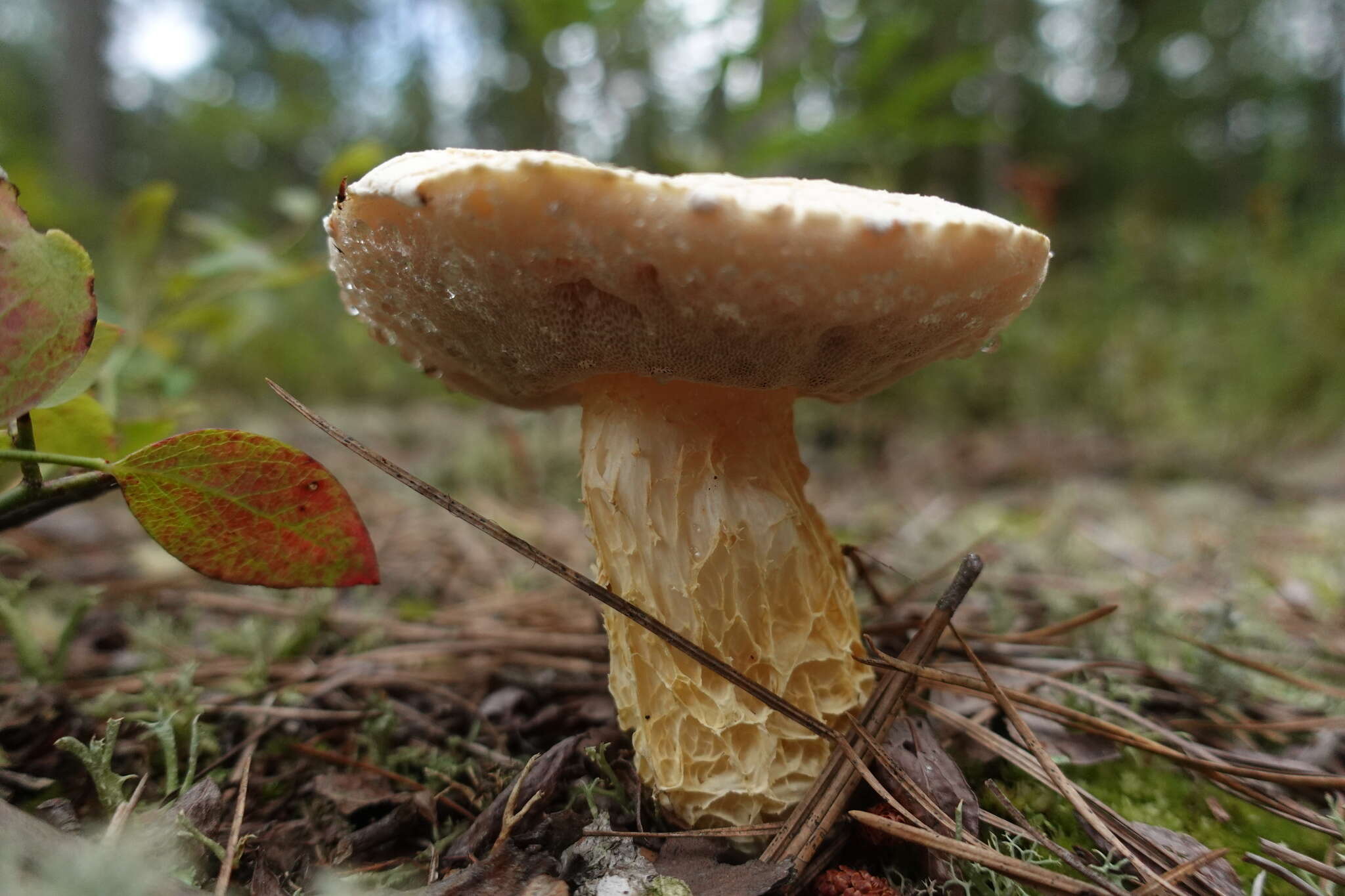 Sivun Austroboletus subflavidus (Murrill) Wolfe 1980 kuva