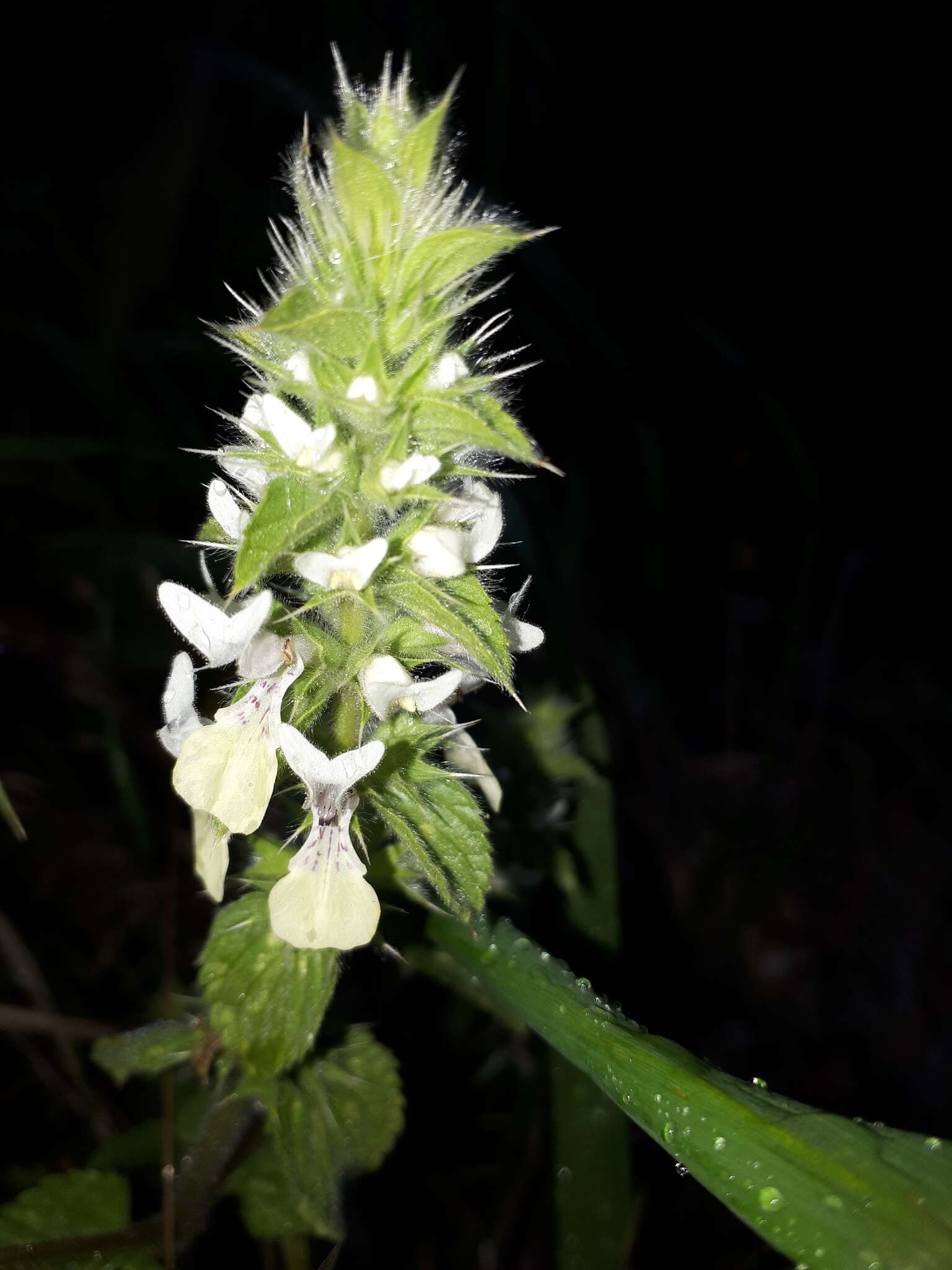 Слика од Stachys ocymastrum (L.) Briq.