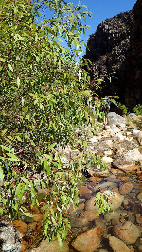 Image of Salix mucronata subsp. mucronata