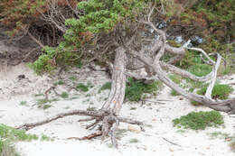 Image of Large-fruited Juniper