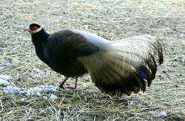 Image of Brown Eared Pheasant