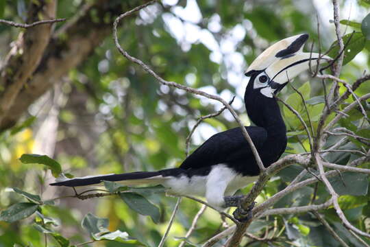 Image of Oriental Pied Hornbill