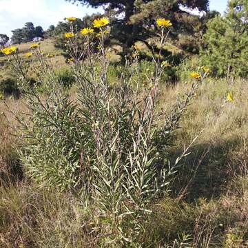 صورة Aldama excelsa (Willd.) E. E. Schill. & Panero