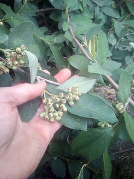 Image of Tree cotoneaster