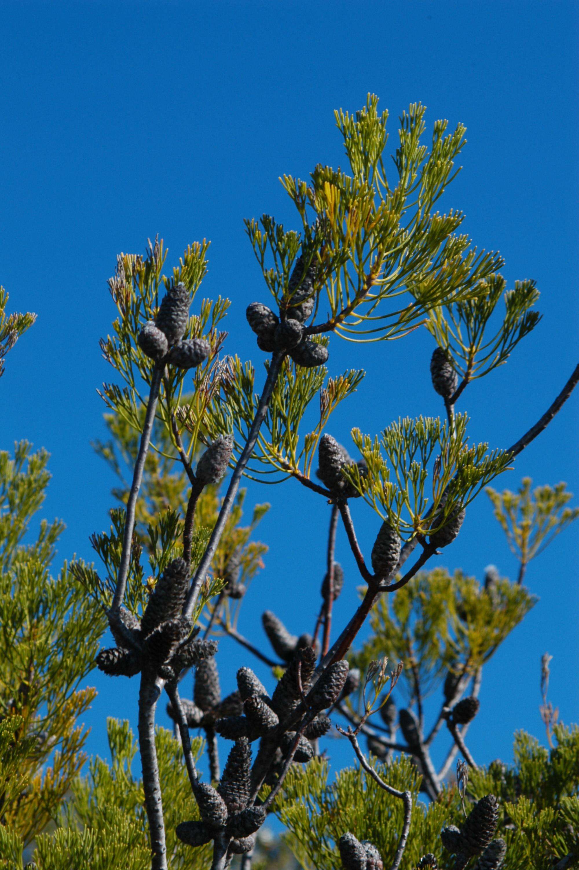 Image of Petrophile pulchella (Schrader & Wendl.) R. Br.